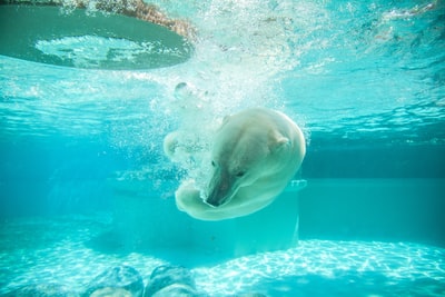 水中北极熊摄影